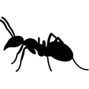 ant